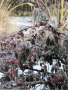 Thumbs/tn_Frosted Cotoneaster Frigida.jpg